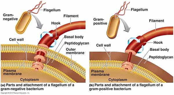 Flagella Introduction Types Examples Parts Functions And Flagella 