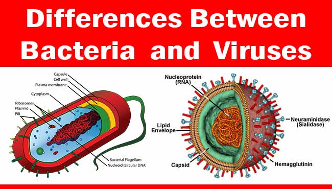 Differences Between Bacteria And Viruses