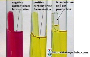 Phenol Red Fermentation Test Procedure Uses And Interpretation