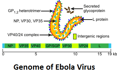 Ebola Virus Genome