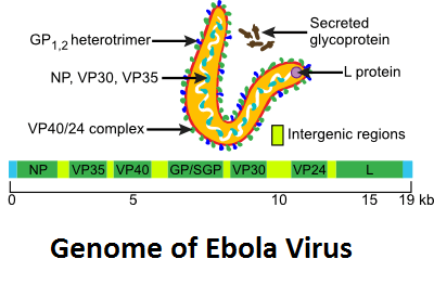 ebola virus structure