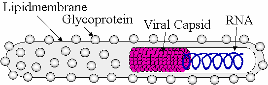 Ebola Virus Structure