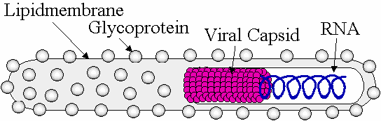 virus diagram capsid