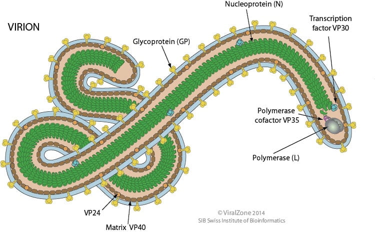 Ebola Virus Structure