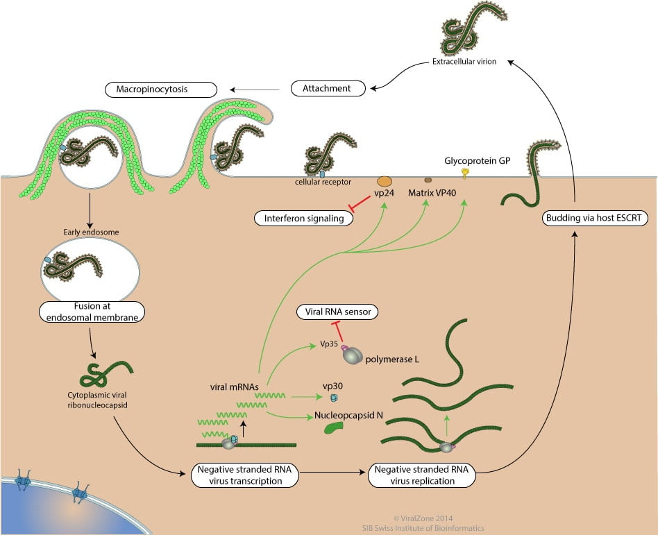 Replication of Ebola Virus