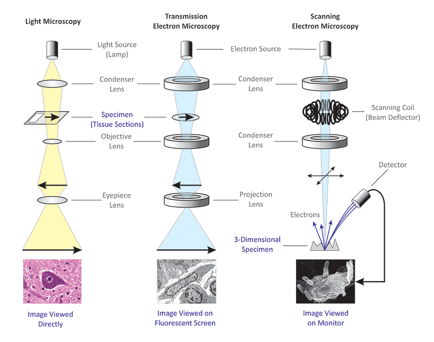 Light Microscope and Electron Microscope