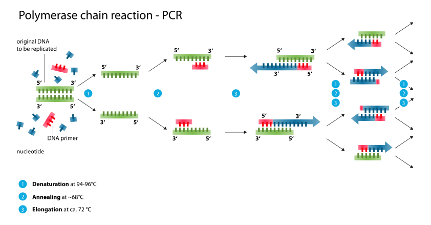 Polymerase Chain Reaction (PCR)- Principle, Types, Procedure, Animation and Applications