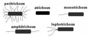 Types of Flagella