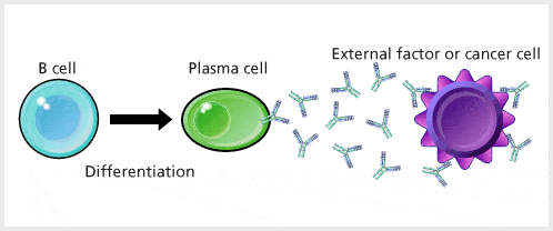 Antibody- Structure, Classes and Functions