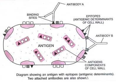 Antigen- Properties