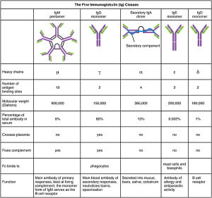 Antibody- Structure, Classes and Functions