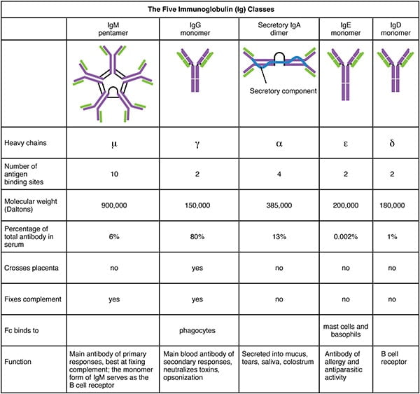 Classes/Types of Antibody
