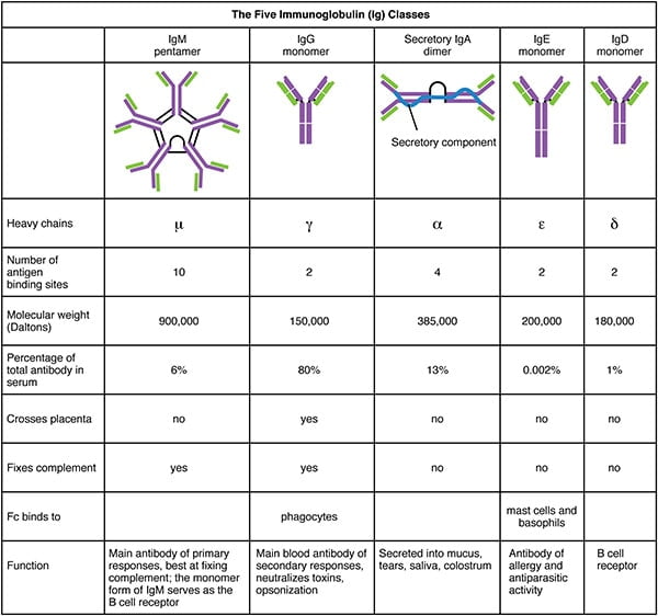 Classes/Types d'anticorps