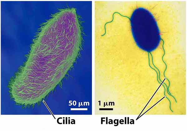 frontiers-flagella-at-the-host-microbe-interface-key-functions