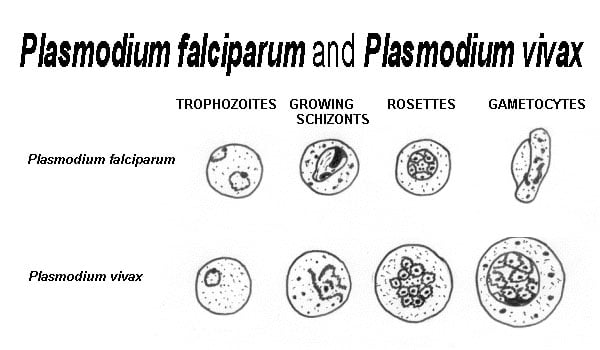 Differences Between Plasmodium falciparum and Plasmodium vivax