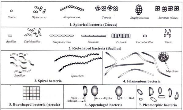 bacillus shape