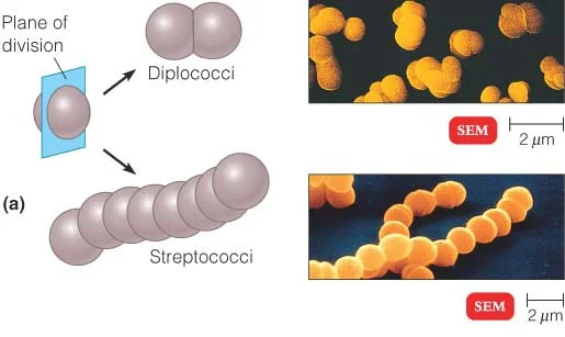 strep throat bacteria shape