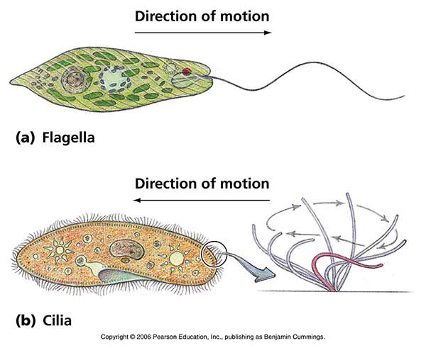 Direction of Motion of Cilia and Flagella