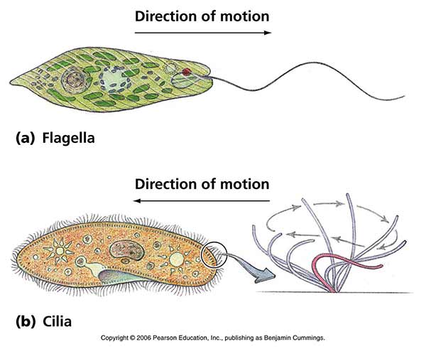 Structure Of Flagella And Cilia