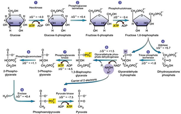 glycolysis flow chart