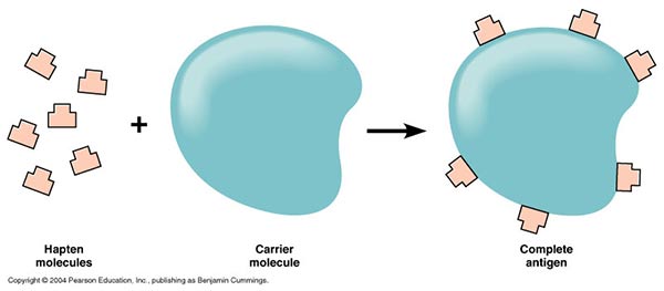 Incomplete Antigen or Hapten