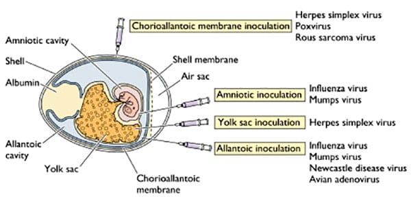 Inoculation into embryonated egg