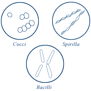 Shape of Bacterial Cell