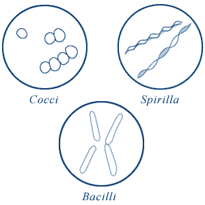 three shapes of bacteria