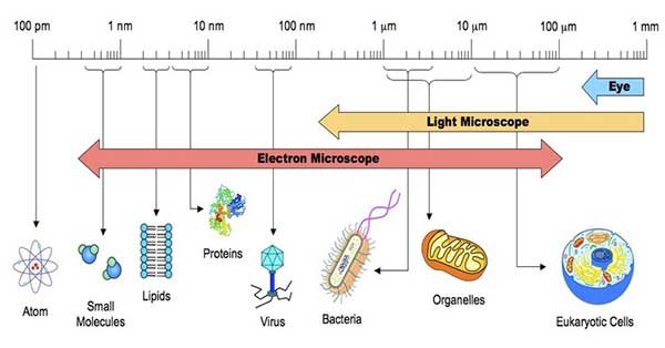 spirillum bacteria diagram