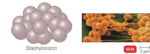 Staphylococci