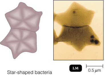 Star Shaped Bacteria