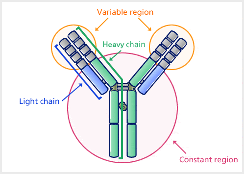 Structuur van antilichaam