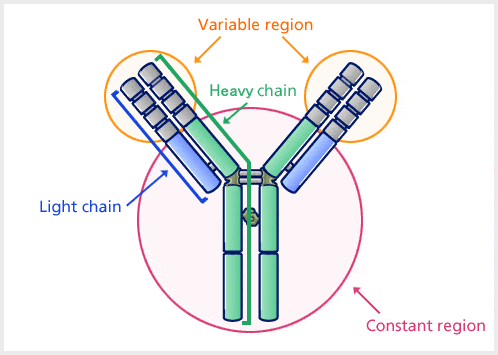 Estructura del anticuerpo