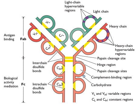 Structure de l'anticorps