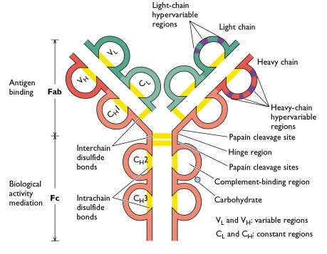 Structure of Antibody