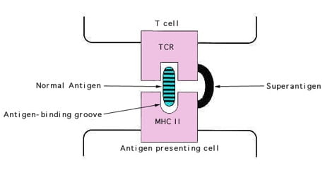 Superantigens