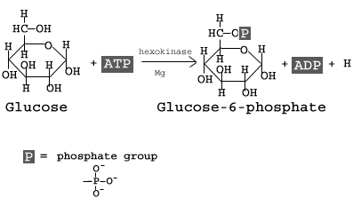 step1-Glycolysis