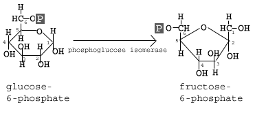 step2-Glycolysis