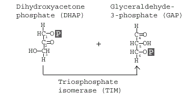 step4-Glycolysis - Copy