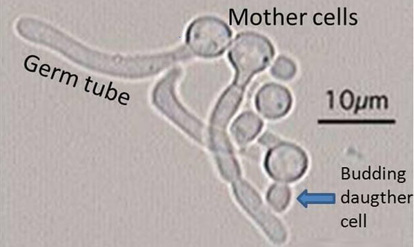 Germ Tube Test Procedure