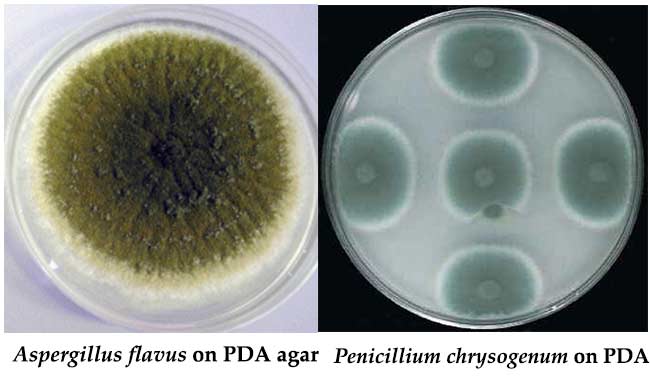 Colony Characteristics on Potato Dextrose Agar (PDA)