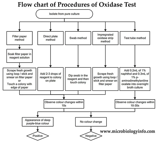 Procedure of Oxidase Test