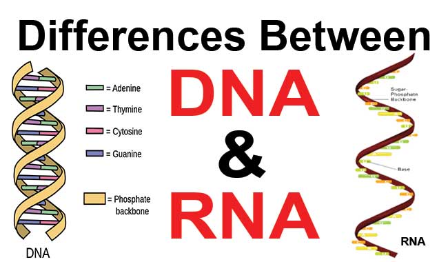 Differences Between Dna And Rna