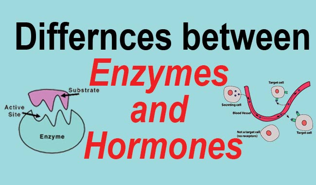 Differences between Enzymes and Hormones