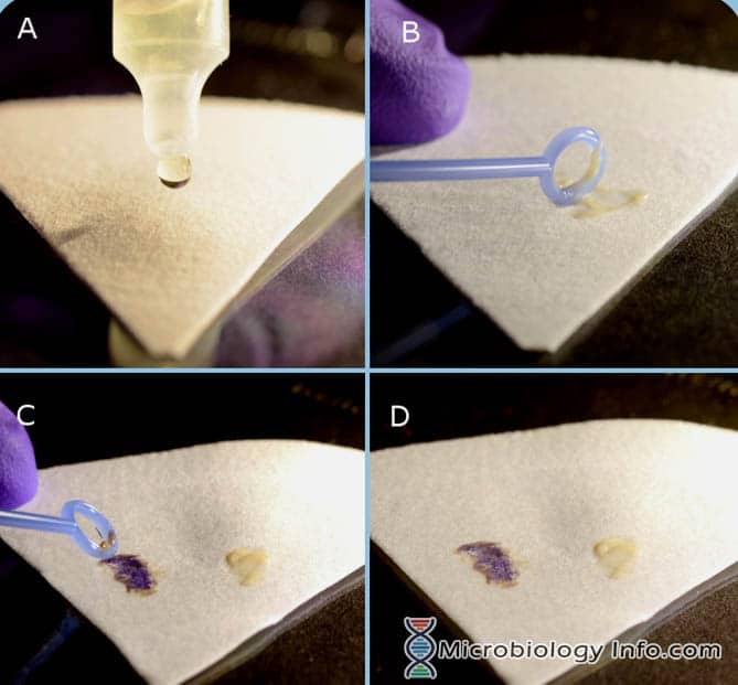 Spot Indol Test