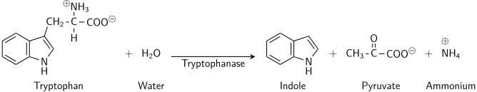 Réaction du test de l'indole