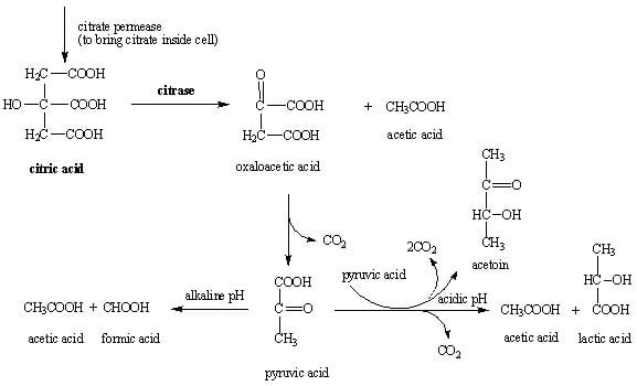 citrate test e coli