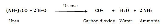 Principle of Urease Test