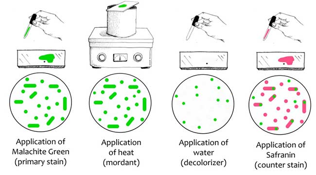 types of bacterial spores