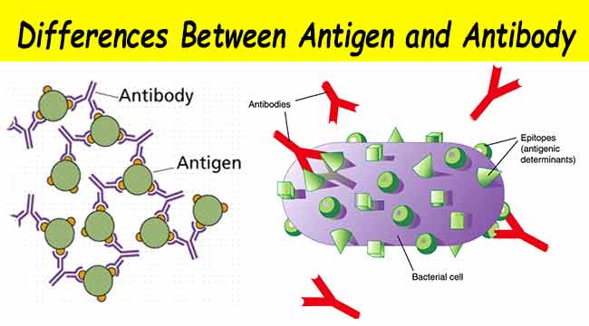 Differences Between Antigen and Antibody